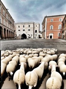 Inizio invasione pecore