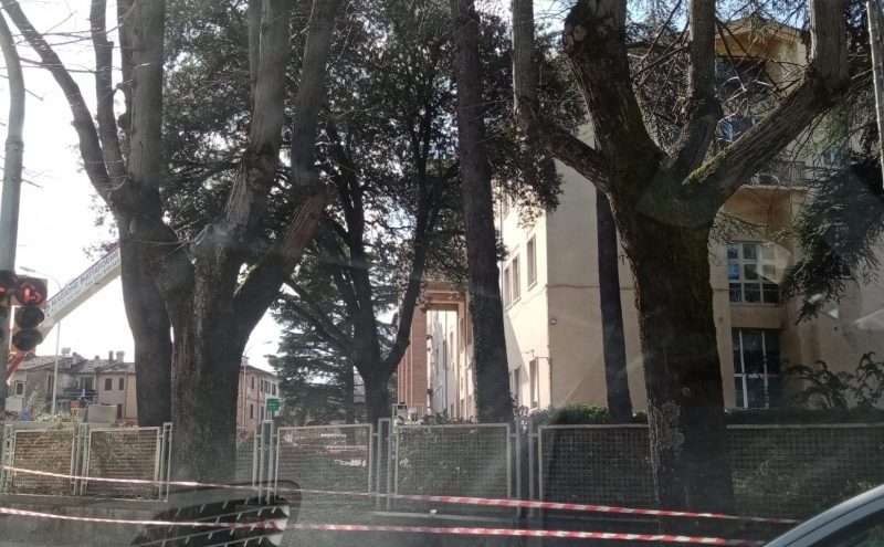 abbattimento alberi
